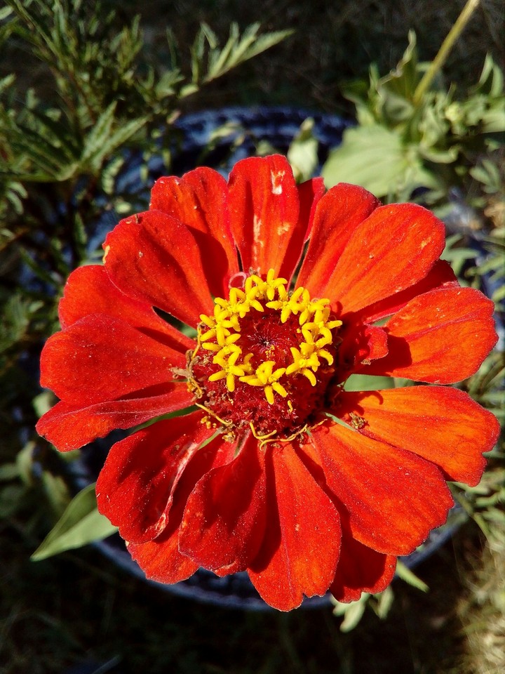 Beutifull flower