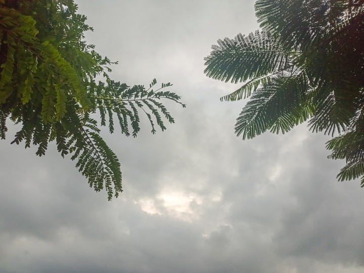 Clouds and leaves
