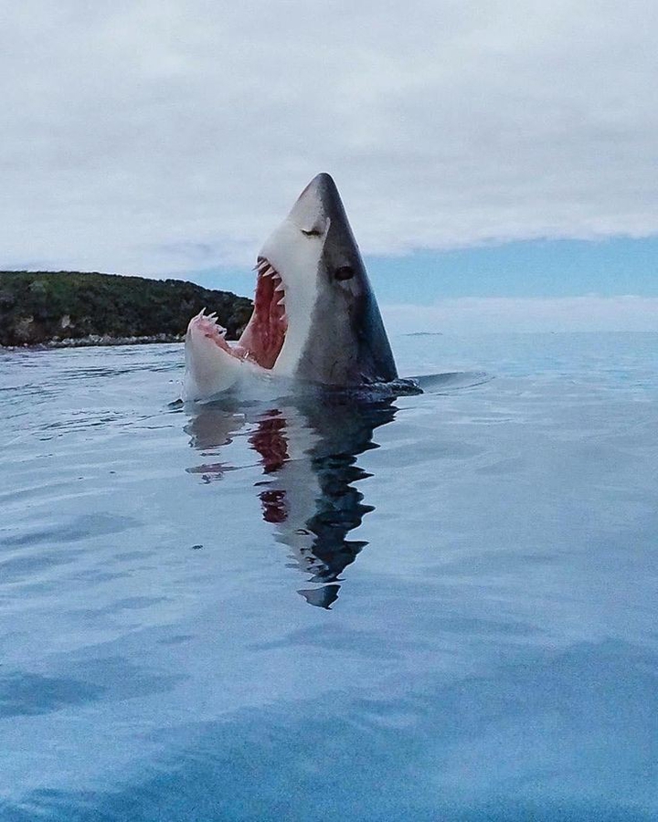 Shark