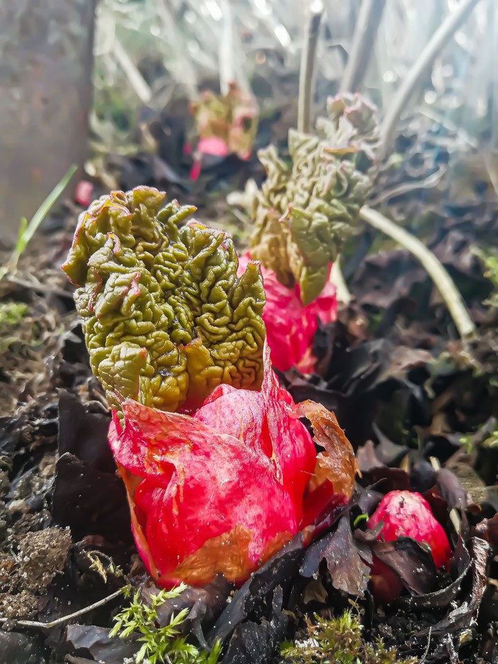 rhubarb