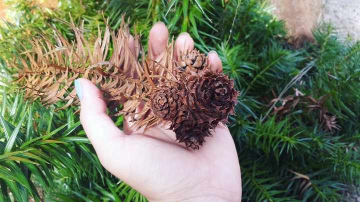 #pinecone #christmas