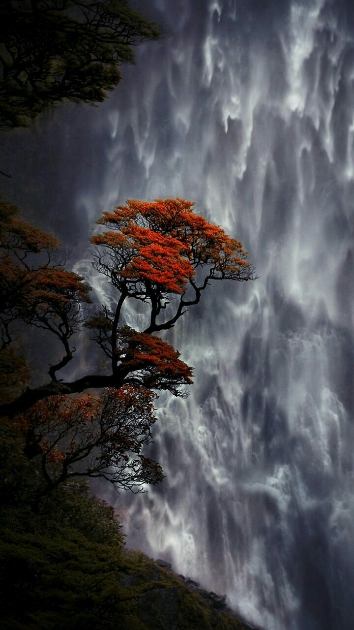 tree