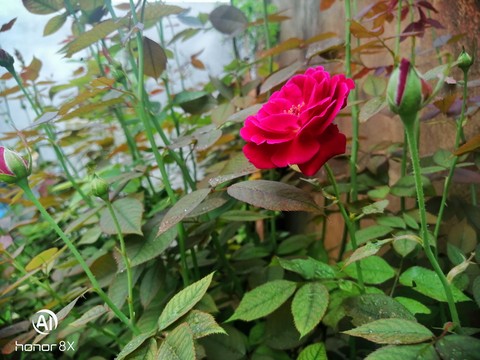 Red rose