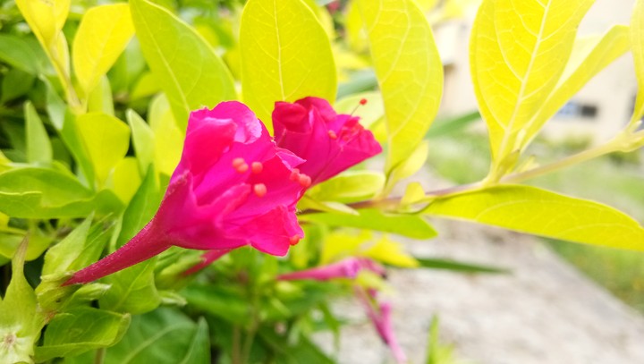 flowers