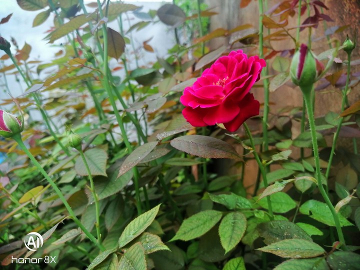 Red rose
