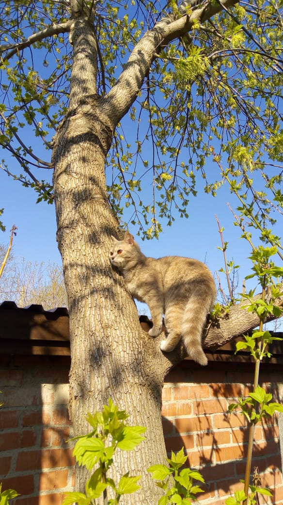 замаскировался