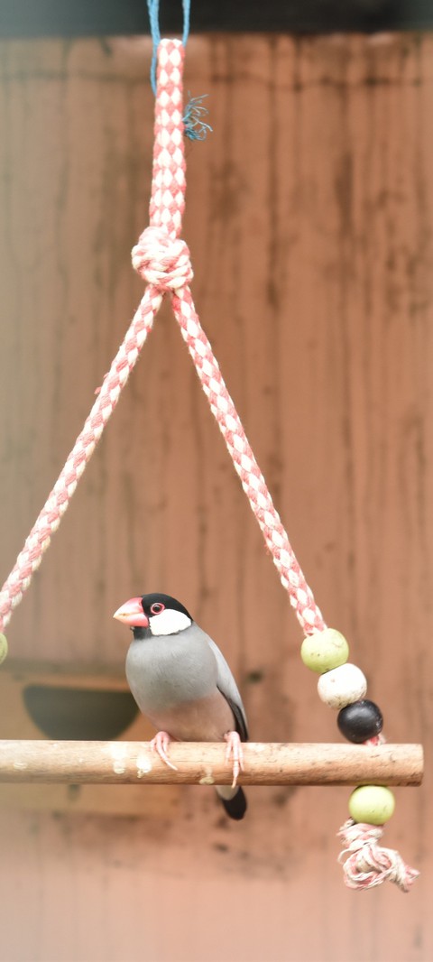fondos de pantalla Cone, beak
