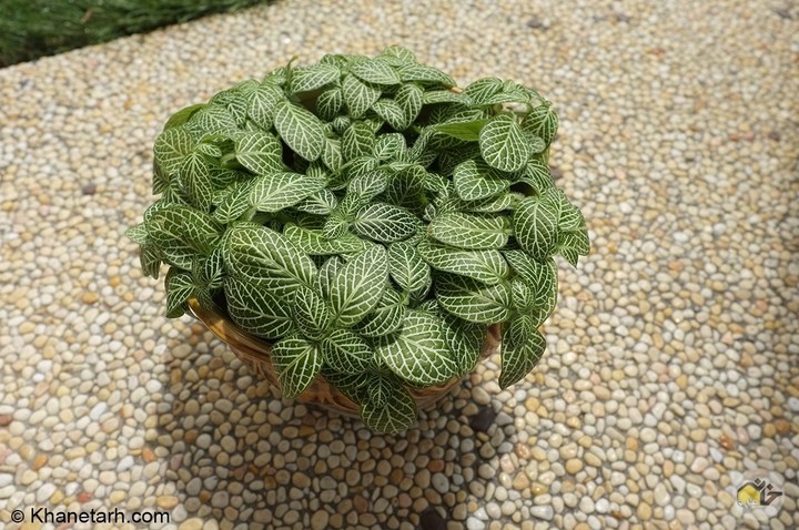 fittonia, گل فیتونیا