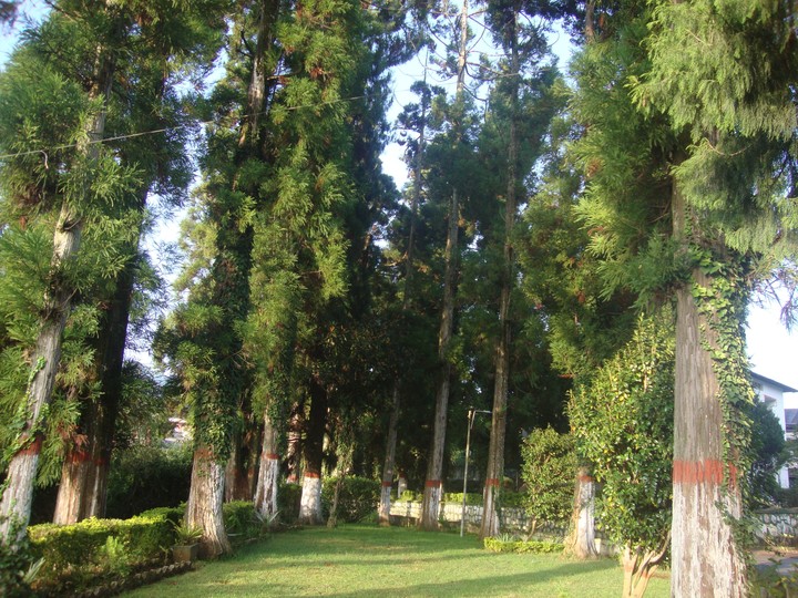 Trees
