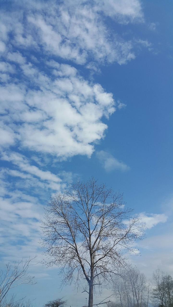 alone tree in a beach... :)