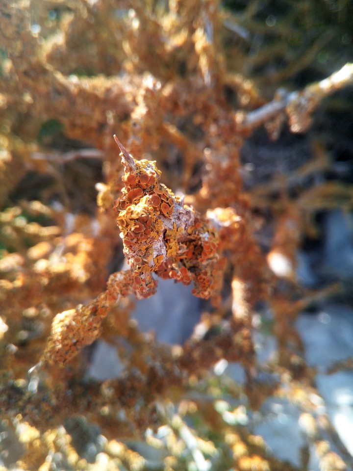 sick nature