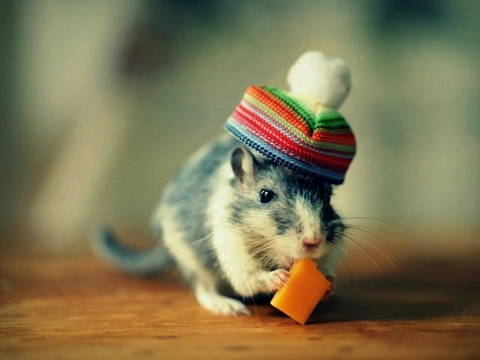 dormouse, hamster Hintergrundbilder