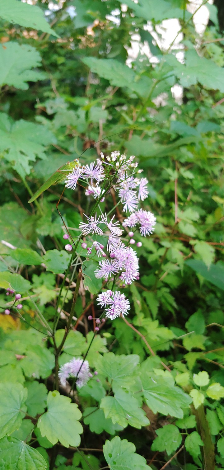 pink wild flowers^^