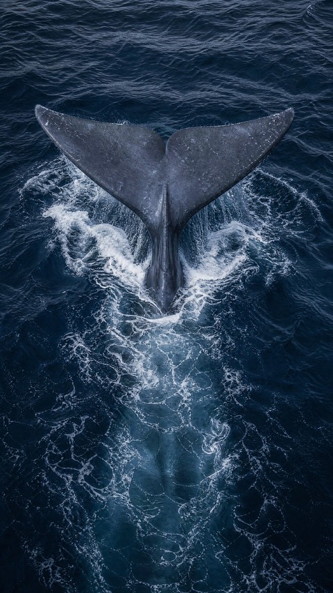 тапети ocean, Science
