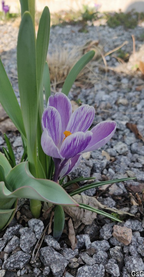 autumn corcus flower