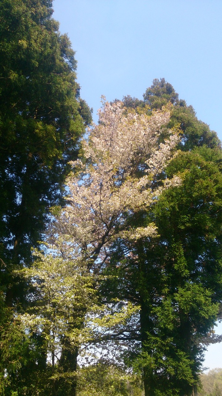 natural
