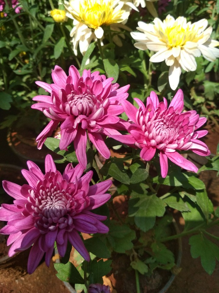 Flowers