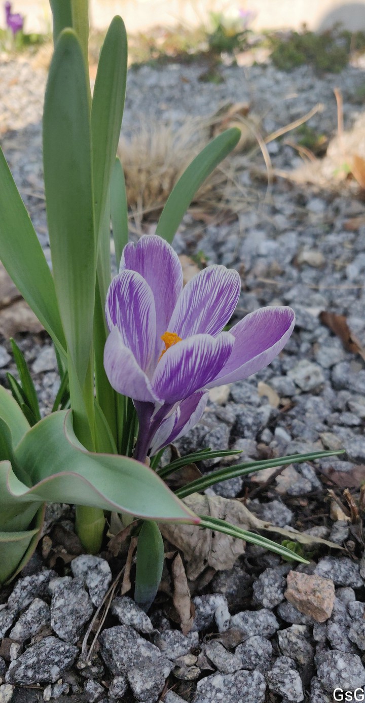 autumn corcus flower