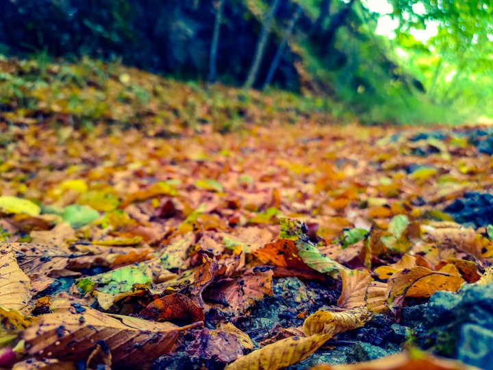 Foglie d'autunno