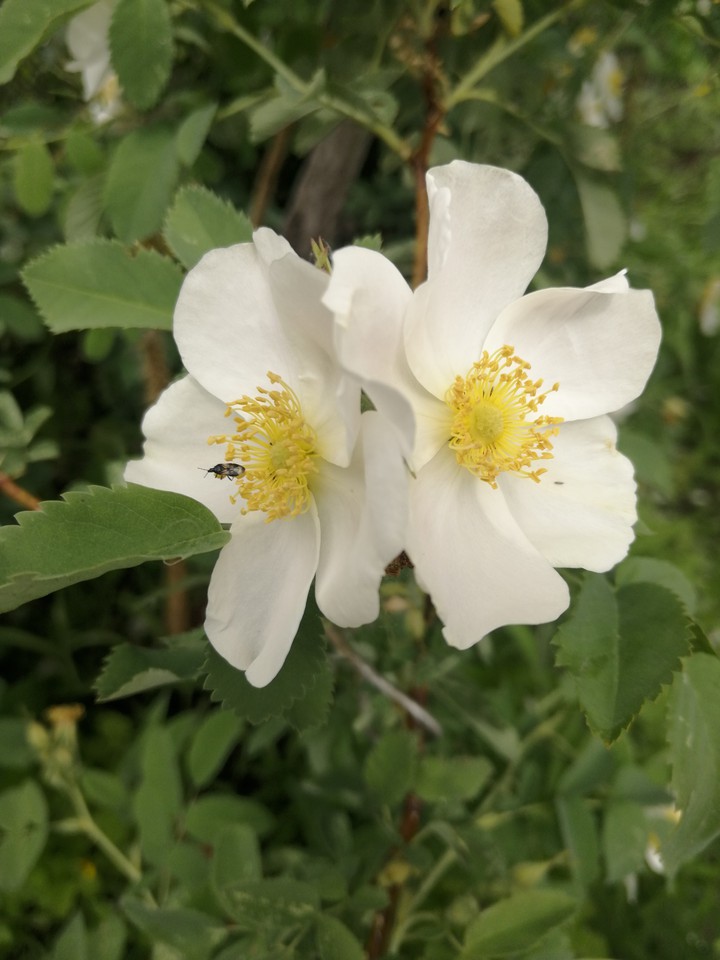 шиповник, White flowers