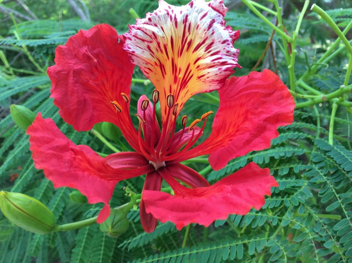 peacock-flower