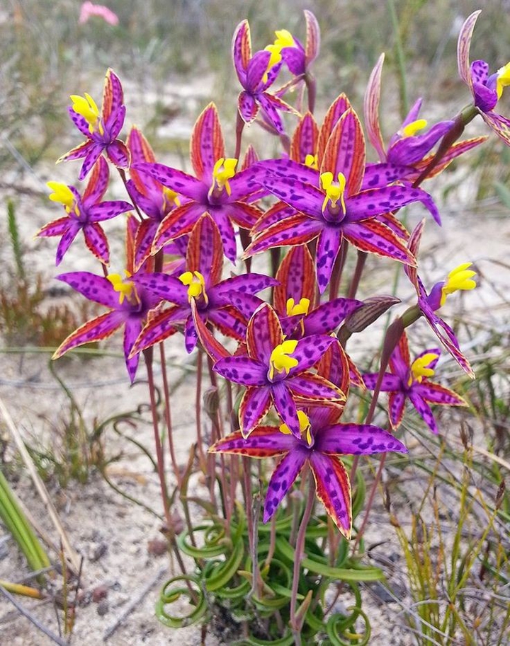 Orchid