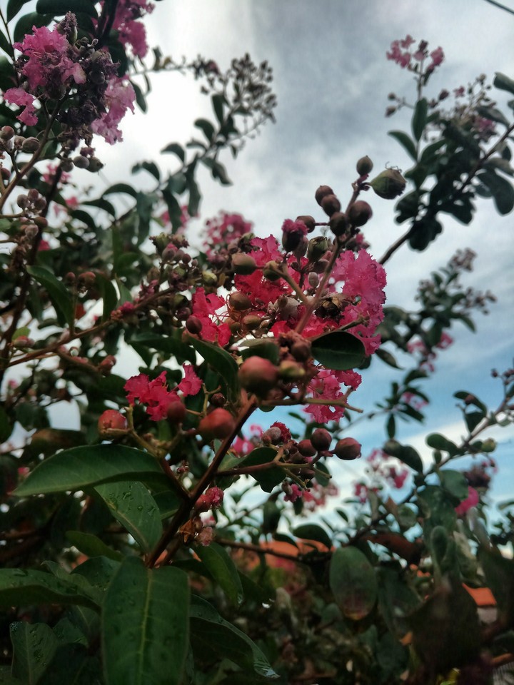 Flower and sky