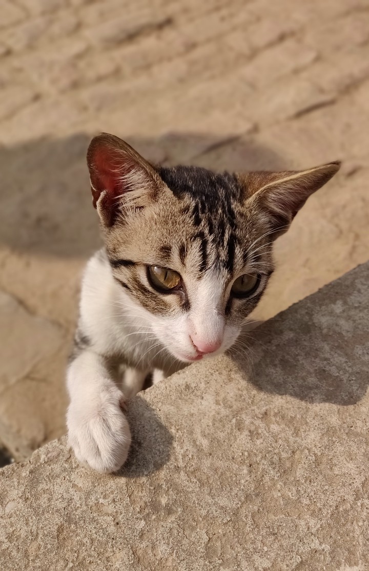 baby cat