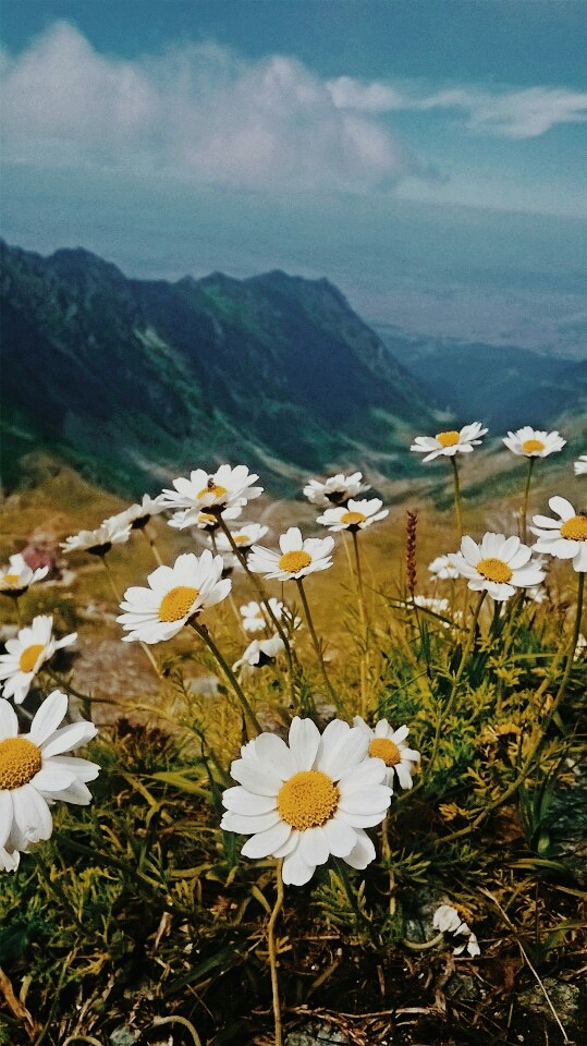mountain daisy