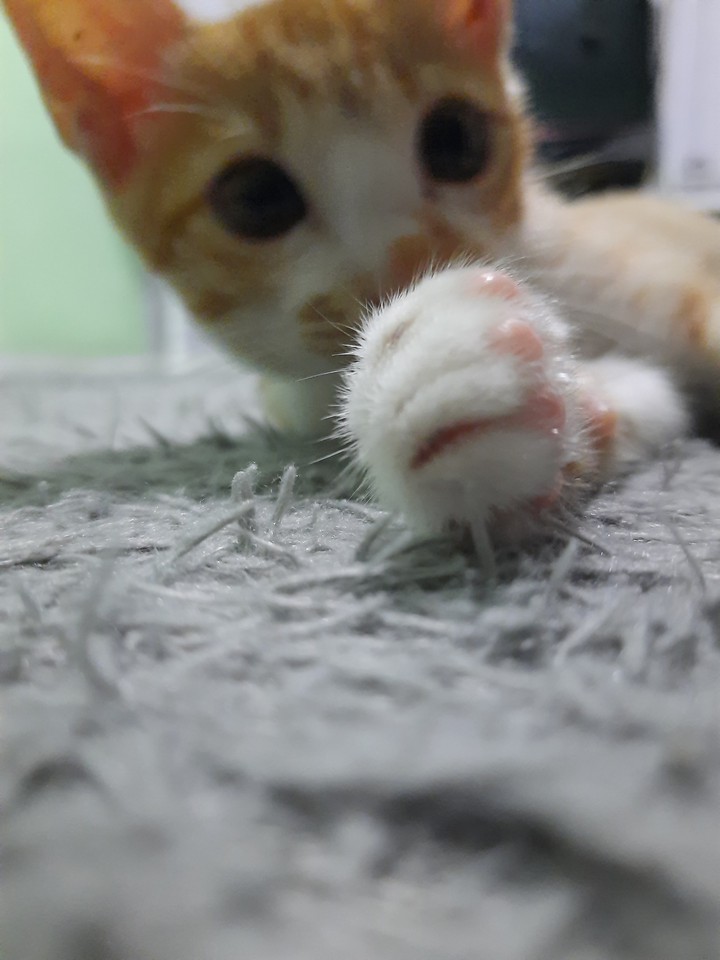 paws