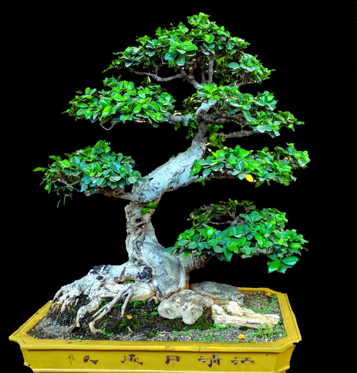 Bonsai Tree