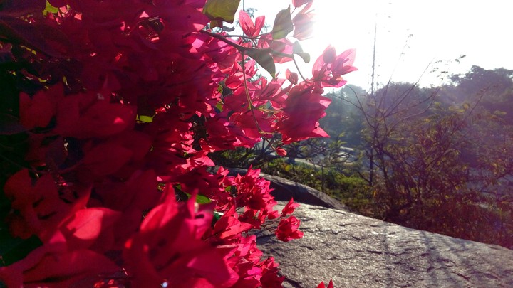 love flowers