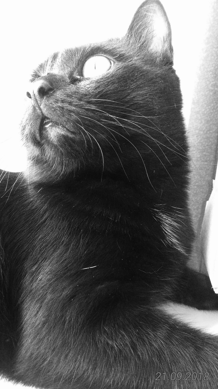 котик