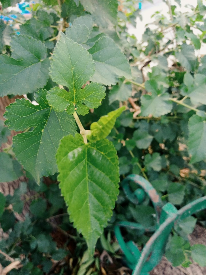 leaves