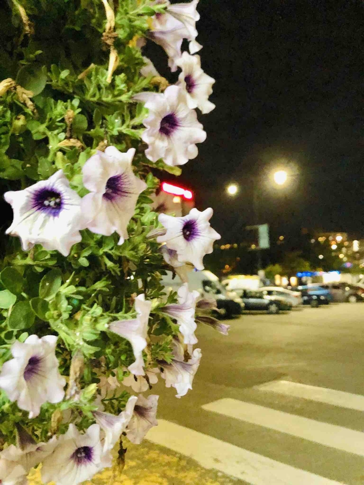 flowers