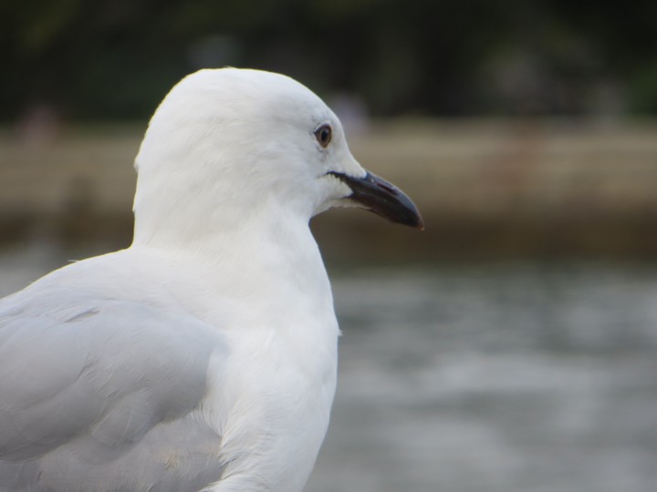 birds