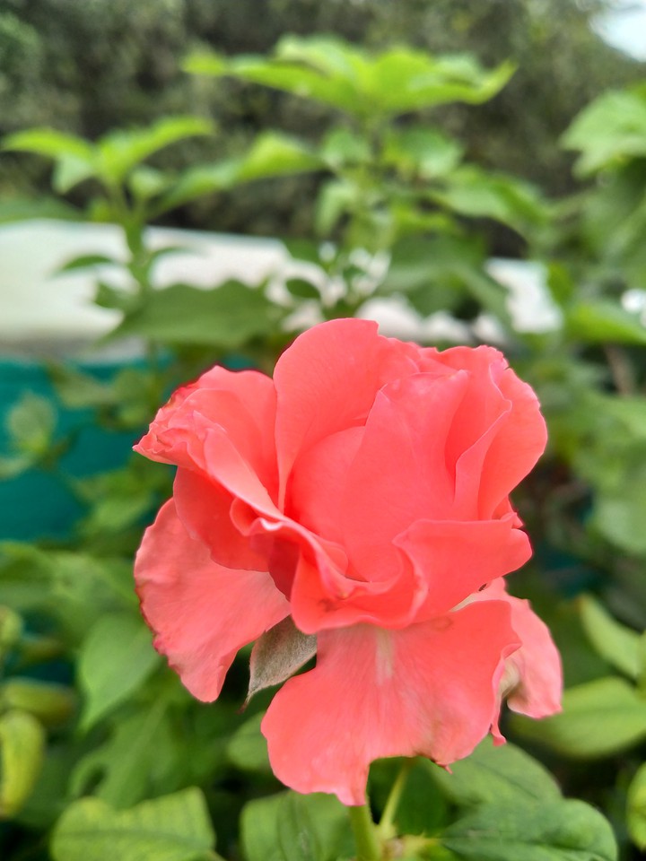 redrose