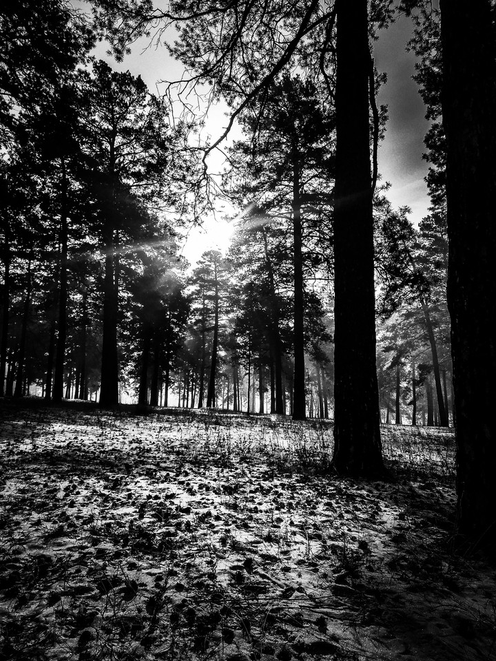 Black and White Forest