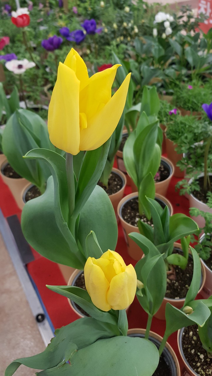 spring flower sweet