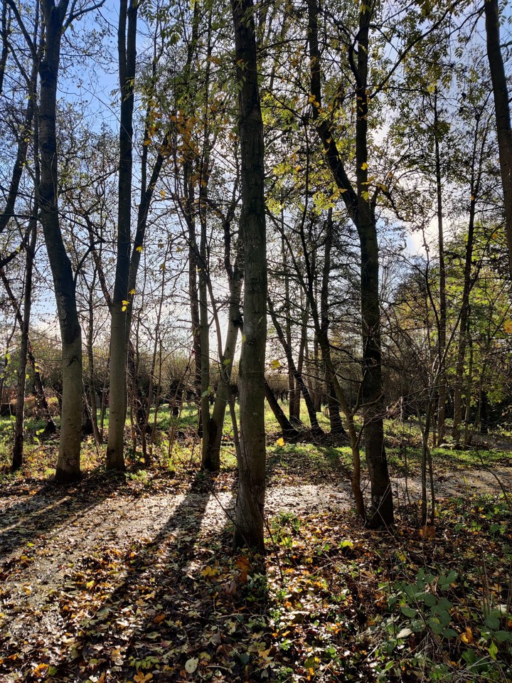sunny day