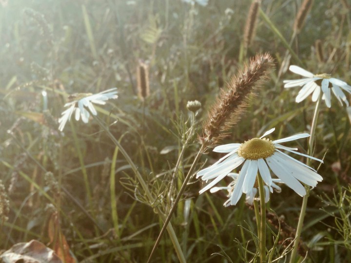 flowers
