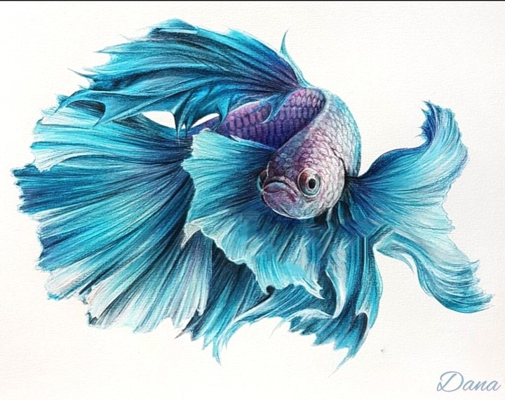 Betta fish