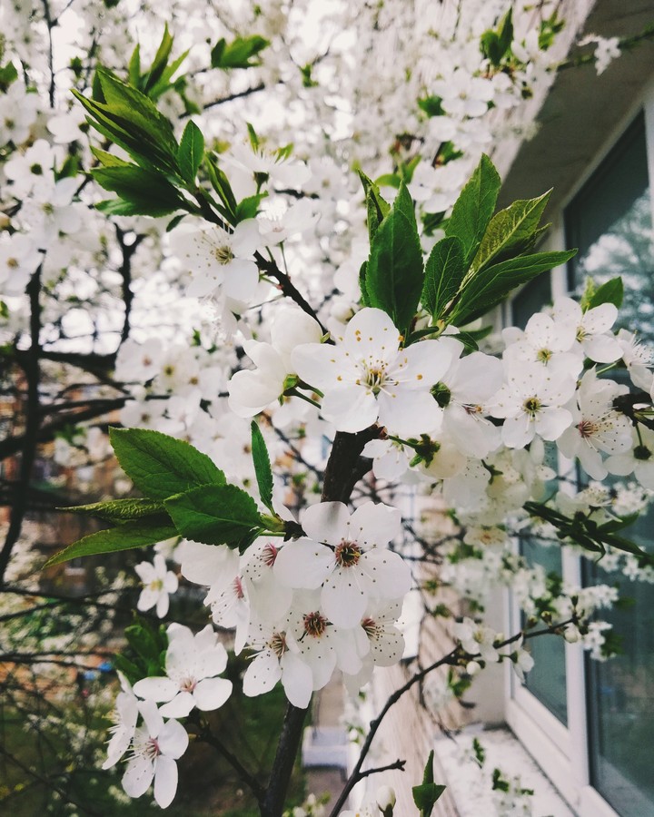 весна, spring 