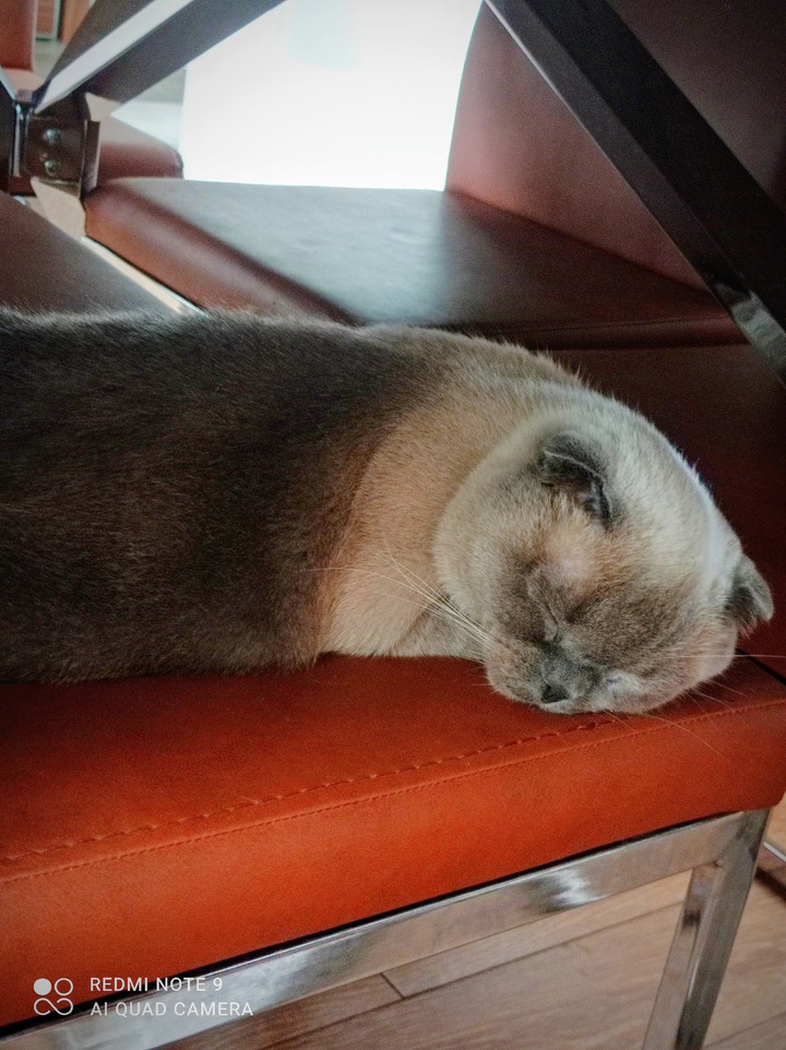 cute Cat