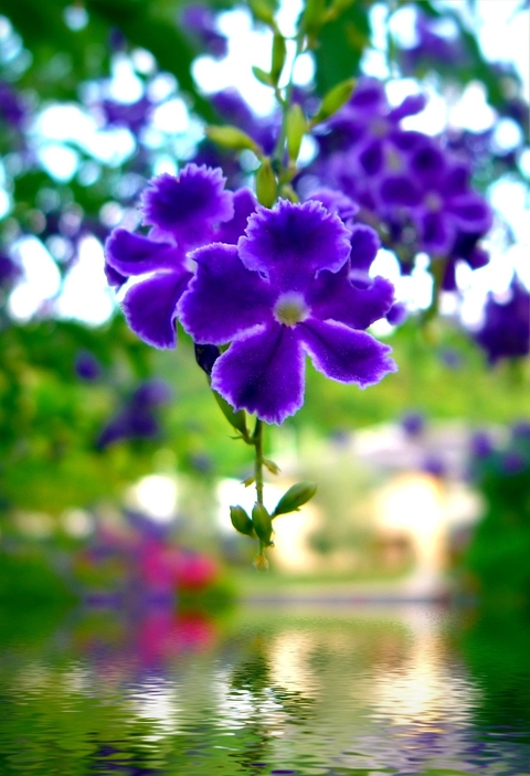 flower