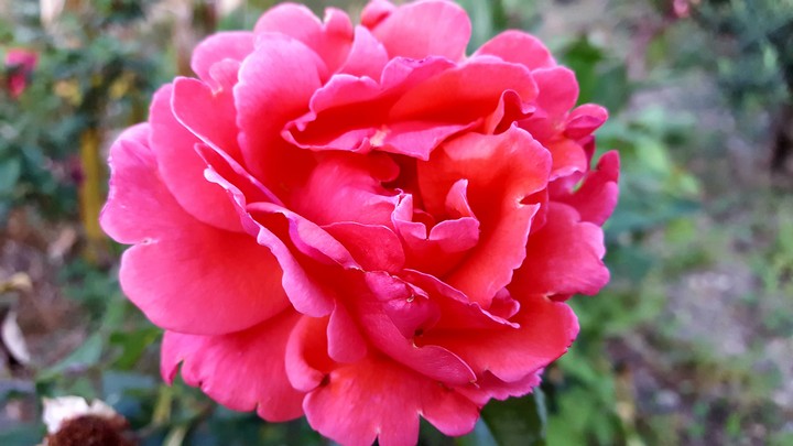 fiore