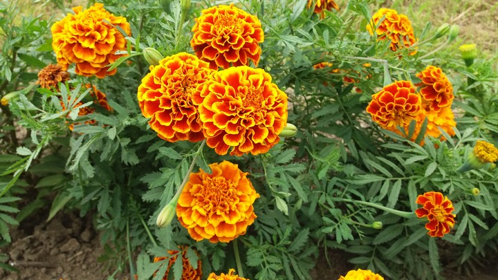 Marigold