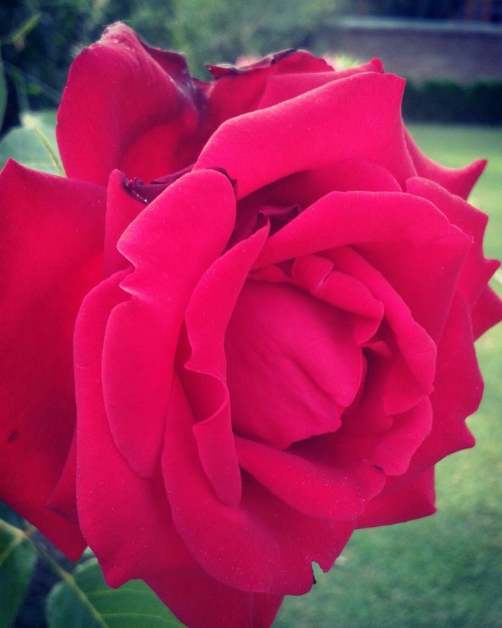 Red rose