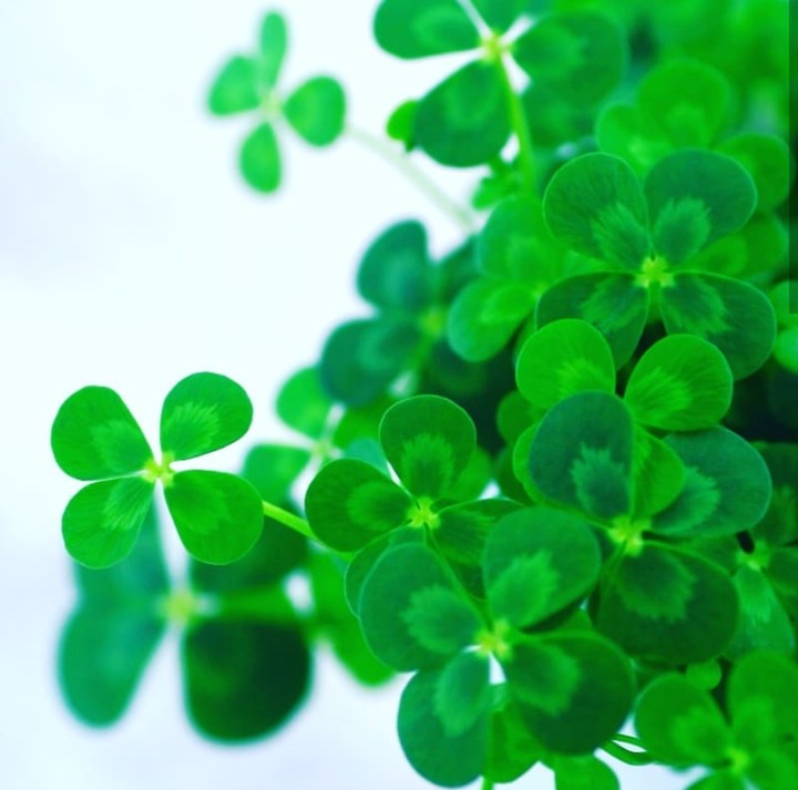 Four leav clover