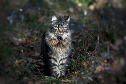Forest cat